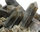 Huge, Smoky Quartz Cluster - Brazil (Special Price) #47193-1